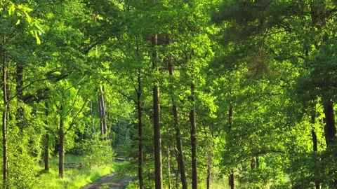 Drone flight to the forest, view through trees, forest. Aerial view to forest Stock Footage 196257055