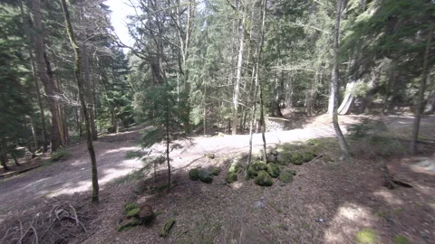 Drone flight in the forests Stock Footage 166953918