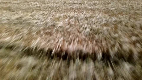 Drone flight forward looking down over a field of brown wheat Stock Footage 246354672
