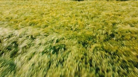 Drone flight forward low over a ripening yellow-green agricultural wheat fiel Stock Footage 157234054