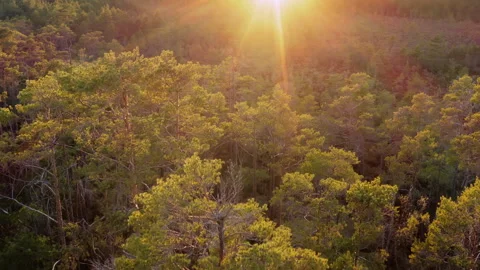 Drone flight, forward motion, sunset, sunrise over a pine forest. Stock Footage 325844499