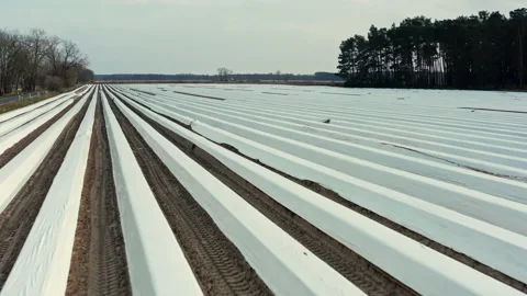 Drone flight forward over a large asparagus field covered with foil in Germany. Stock Footage 163108131