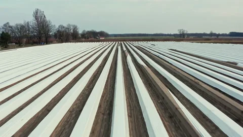 Drone flight forward over a large asparagus field covered with foil in Germany. Stock Footage 163108288
