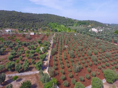 Drone Flight on the ground of the runners Stock Footage 72473121