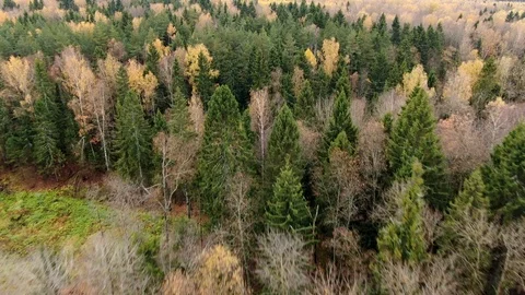 Drone flight from the height above the tops of the autumn forest. Aerial view Stock Footage 118154339