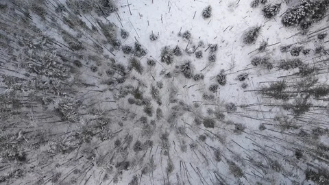 Drone flight high above the treetops looking straight down on winter scene Stock Footage 120744363