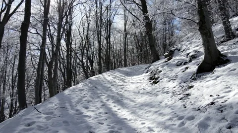 Drone flight inside the forest over a trekking trail. sunbeams through the trees Stock Footage 149369252