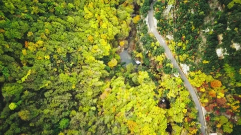 Drone flight looking over a vast forest in bright autumn colors containing a Stock Footage 225283039
