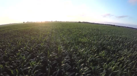 Drone flight low and high speed flight over cornfield 4k Stock Footage 52254828