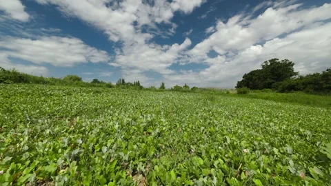 Drone Flight Low and Slow Over Vibrant Green Food Plot Stock Footage 341819986