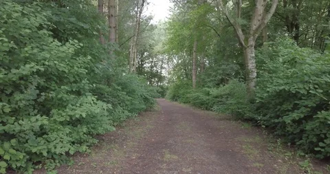 DRONE FLIGHT LOW DEEP IN FOREST Stock Footage 112256334