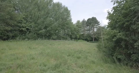 DRONE FLIGHT LOW IN THE FOREST Stock Footage 112255741