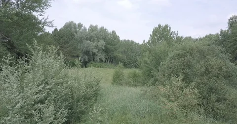 DRONE FLIGHT LOW IN THE FOREST Stock Footage 112255821