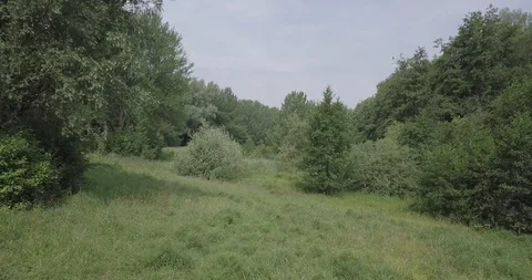 DRONE FLIGHT LOW IN THE FOREST Video stock 112255927