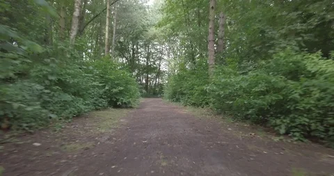 DRONE FLIGHT LOW IN THE FOREST Stock Footage 112256144