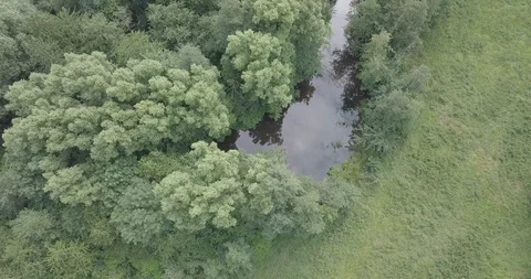 DRONE FLIGHT LOW IN THE FOREST Stock Footage 112256622