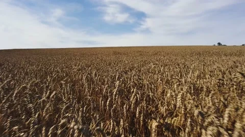 Drone flight low over a beautiful natural wheat field on a sunny day Stock Footage 136757914