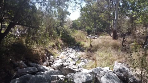 Drone flight in the middle of the forest and over a stream Stock Footage 231575050