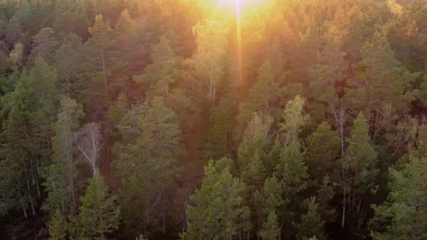 Drone flight, movement from left to right, sunset sunrise over a pine forest. Video stock 325846030