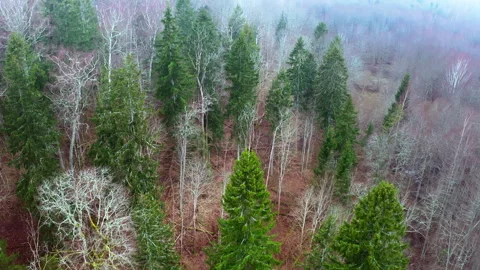 Drone flight, moving straight, over a mixed forest, in spring. Stock Footage 317937332