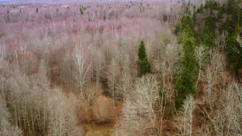 Drone flight, moving straight, over a deciduous forest, in spring. Stock Footage 317938170
