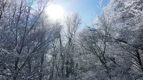 Drone flight in natural mountain landscape, sunbeams through the trees. Alps 4k Stock Footage 149370130