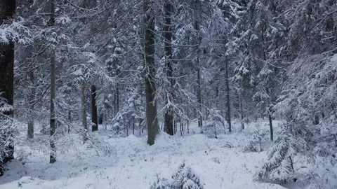 Drone flight in an old boreal spruce forest in winter. Cold winter morning Stock Footage 231564467