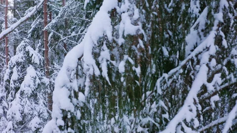 Drone flight in an old boreal spruce forest in winter.Drone flight close to tree Stock Footage 264499156