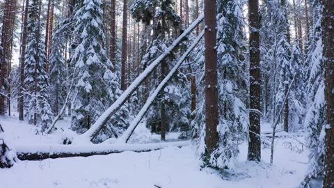 Drone flight in an old boreal spruce forest in winter. Trees covered with snow. Stock Footage 264499305