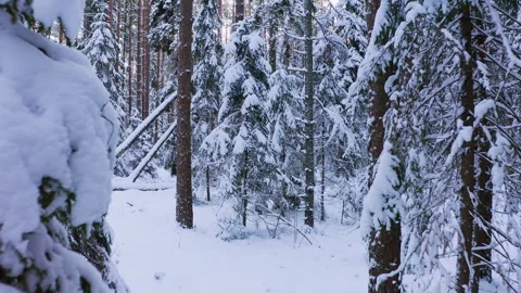 Drone flight in old boreal spruce forest in winter. European nature. Stock Footage 264499939