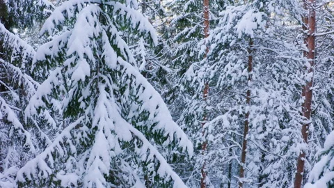 Drone flight in an old boreal spruce forest in winter. Spruce covered wit snow. Stock Footage 264500371