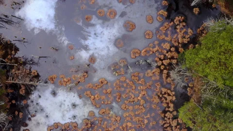Drone flight in an old swampy forest. Aerial drone shot over amazing forest. Stock Footage 244110893