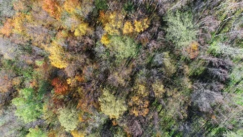 Drone flight over the autumn forest. Close-up. Stock Footage 139712285