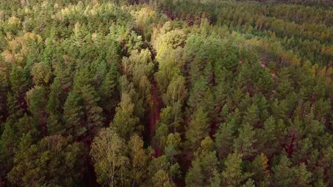 Drone flight over the autumn pine forest. Stock Footage 143631154
