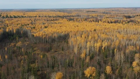 Drone flight over beautiful deciduous and coniferous fall tree forest. Autumn in Stock Footage 118082576