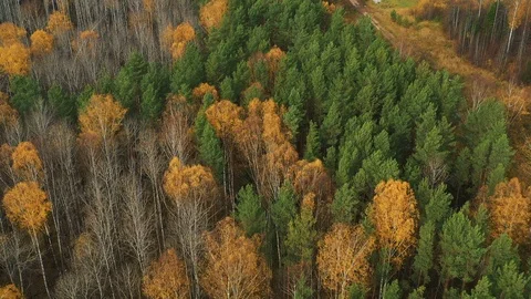 Drone flight over beautiful deciduous and coniferous fall tree forest. Autumn in Stock Footage 118088260
