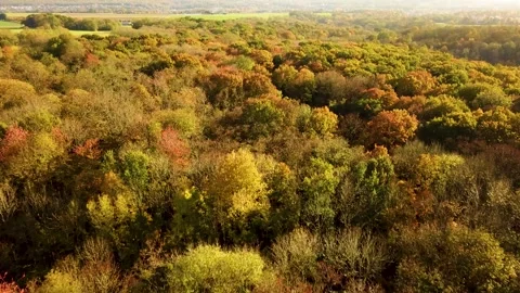 Drone Flight Over Beautiful Fall Trees in Forest. Autumn in Vexin, France Video stock 294197393