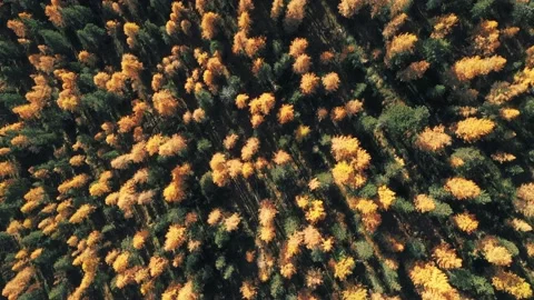 Drone flight over beautiful forest with larch and pine trees Stock Footage 167020740