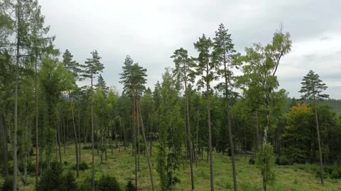 Drone flight over beautiful tree forest landscape with clouds in sky Video stock 318643585