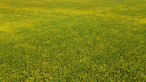 Drone flight over a blooming rapeseed field Vídeo Stock 164062991