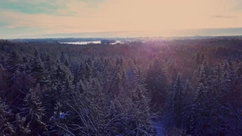 Drone flight over a boreal spruce forest in winter Early and cold winter morning Video stock 212172171