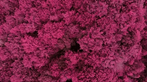 Drone flight over bright pink fairy-tale trees Video stock 317832912