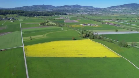 Drone flight over a bright yellow canola field in a rural valley in Switzerland Stock Footage 189175410