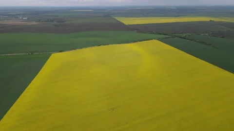 Drone flight over canola and wheat field. Field Of Yellow Flowering Oilseed Rape Stock Footage 169105100