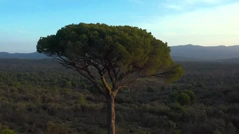 Drone flight over the canopy of a large stone pine in a valley Vídeos de archivo 306609397
