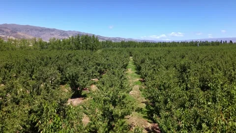 Drone flight over cherry orchard in Cromwell, New Zealand Stock Footage 321096526