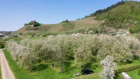Drone flight over cherry trees with a view of the Ortenberg Castle Video stock 137798999