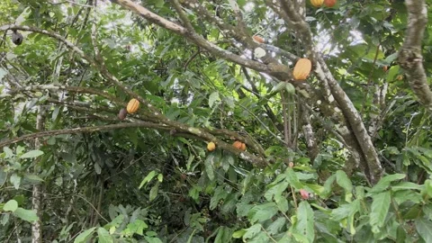 Drone flight over a cocoa tree, aerial view Video stock 202345535