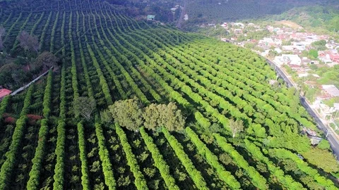 Drone flight over coffee plantation in Central America Stock Footage 100817094