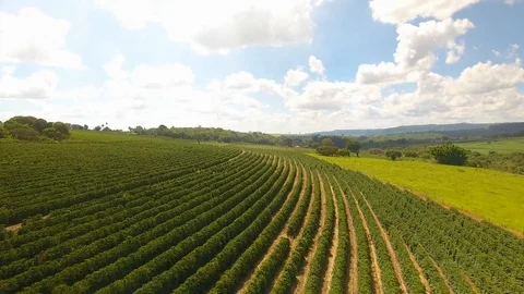 Drone Flight Over Coffee Plantation Rows Stock Footage 101198560